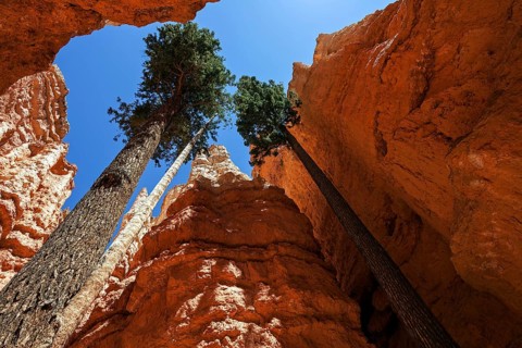 Douglas fir (Pseudotsuga menziesii) growing between coloured rock formations