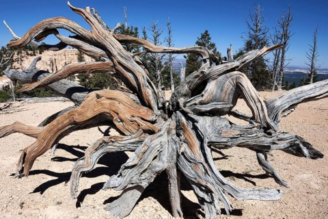 Rocky Mountain bristlecone pine (Pinus aristata)