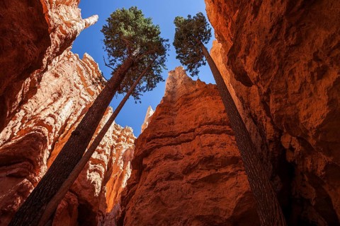 Douglas fir (Pseudotsuga menziesii) growing between tall cliffs