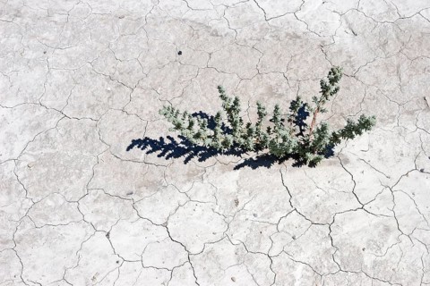 Plant growing through dry cracks in ground