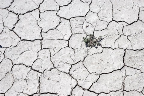 Plant growing through dry cracks in ground