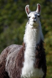 Llama (Llama glama)