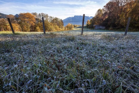 Morning hoar frost in a meadow