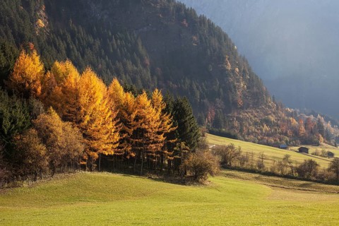 Autumnal colours