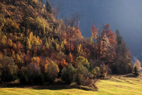 Autumnal forest