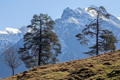 Alpine meadow with trees