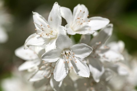 Slender deutzia (Deutzia gracilis)