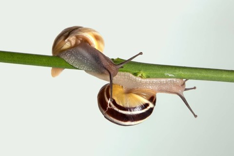 Two banded snails (Cepaea sp.) on stalk