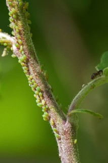 Aphids (Aphidoidea) on plant stem