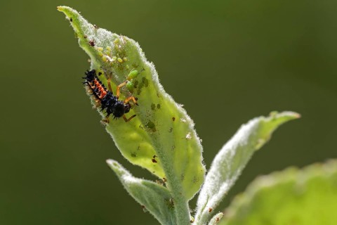 Ladybug (Coccinellidae) larva eating aphids (Aphidoidea)