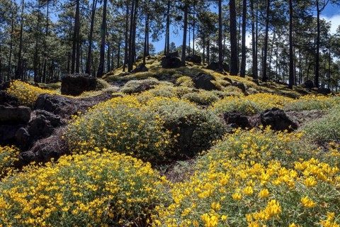 Yellow flowering broom (Genista)