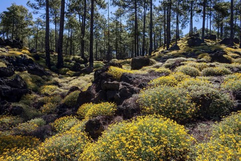 Yellow flowering broom (Genista)
