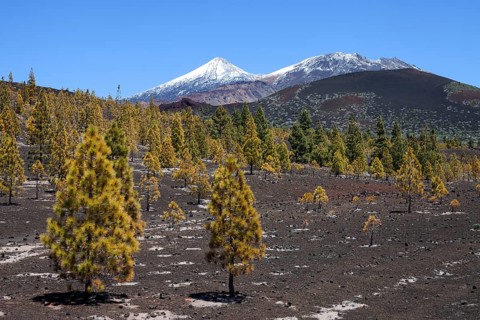 Canary pines (Pinus canariensis) in volcanic landscape