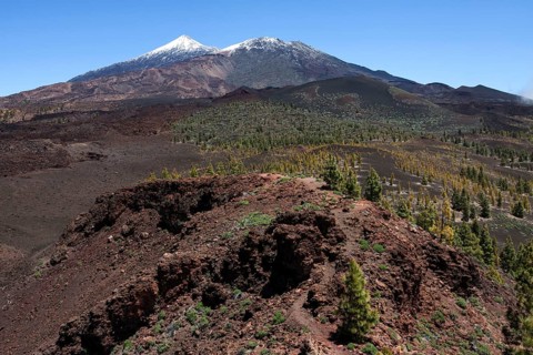 Volcanic landscape with Canary pines (Pinus canariensis)