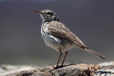 Berthelot's pipit (Anthus berthelotii)