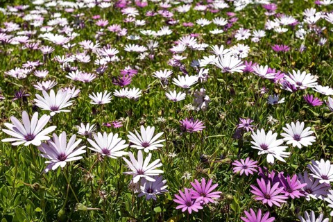 Cape Marigold (Dimorphotheca jucunda)