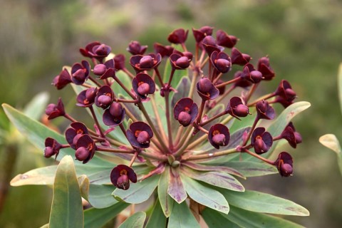 Tabaiba majorera (Euphorbia atropurpurea)