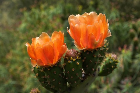Blooming Prickly Pear Cactus (Opuntia)