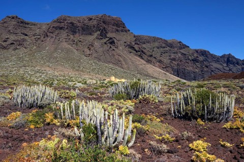 Canary island spurge (Euphorbia canariensis)