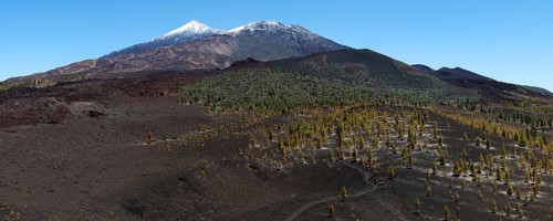 Volcanic landscape with Canary island pines (Pinus canariensis)