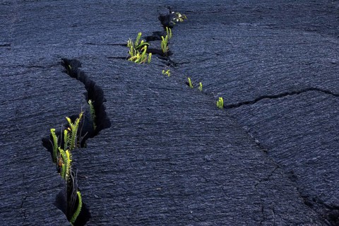 Plants