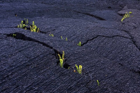 Plants