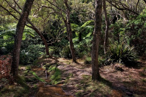 Trail