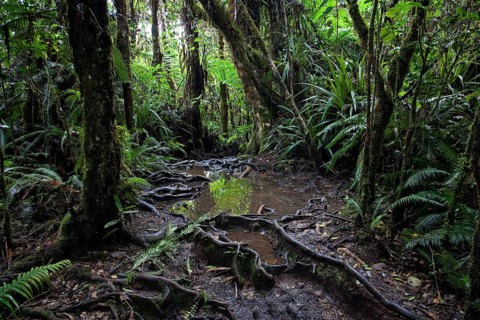 Trail