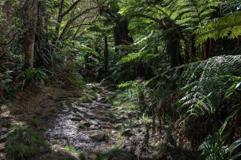 Trail
