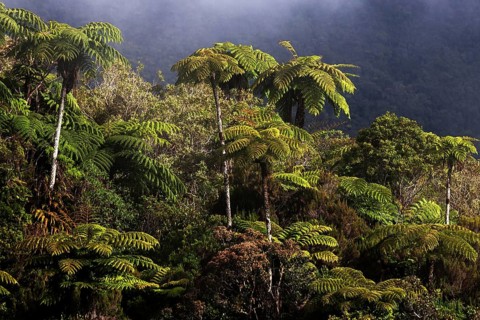 Tree ferns (Cyatheales)