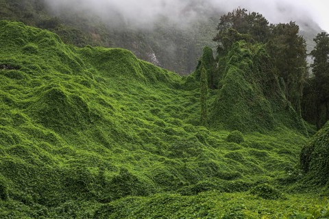 Landscape overgrown with chayote in Salazie