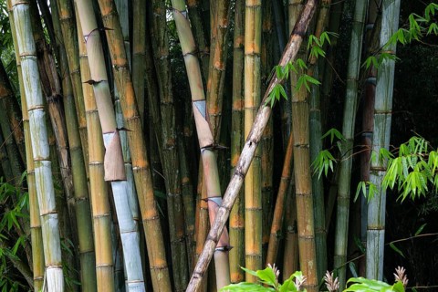 Bamboo (Bambusoideae)
