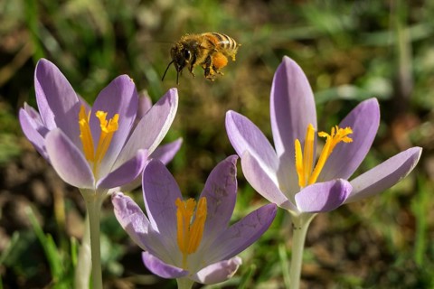 Honey bee (Apis) approaching a crocus flowers