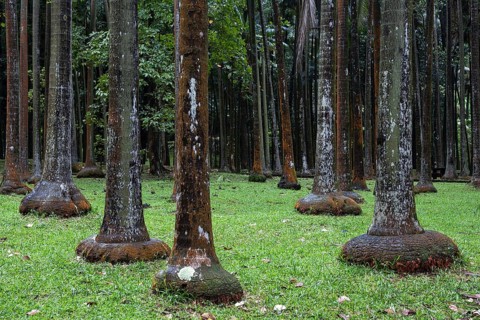 Palm forest near Anse des Cascades in Piton Sainte-Rose
