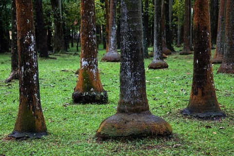 Palm forest near Anse des Cascades in Piton Sainte-Rose