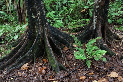 Tree trunks and tropical vegetation