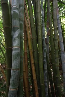 Giant bamboo (Dendrocalamus giganteus)