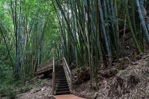 Giant bamboo (Dendrocalamus giganteus)