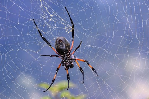 Golden Silk Orb-weaver