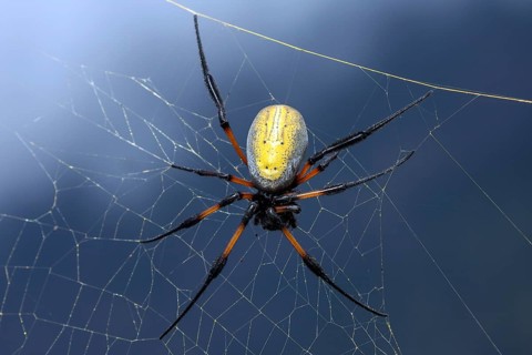 Yellow Golden Silk Orb-weaver