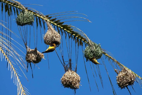 Village Weaver or Spotted-backed Weaver (Ploceus cucullatus) building a nest