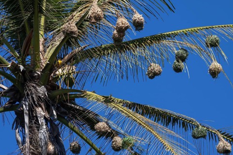 Village Weaver nests hanging from the leaves of a palm tree