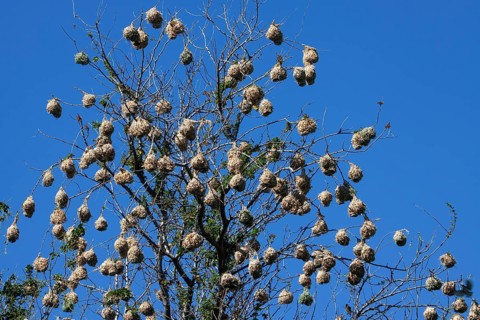 Village Weaver nests hanging in a treetop