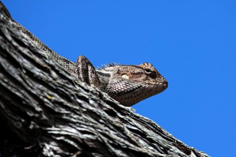Central Bearded Dragon (Pogona vitticeps) perched on a branch