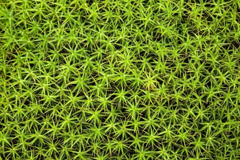 Common Haircap Moss or Great Golden Maidenhair (Polytrichum commune)