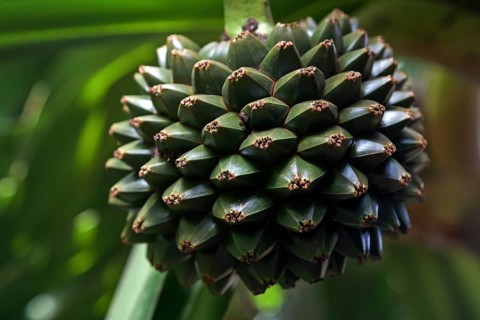 Fruit of the Screw Pine (Pandanus)