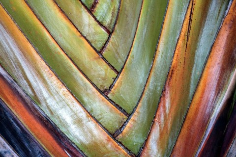 Traveller's Tree (Ravenala madagascariensis)
