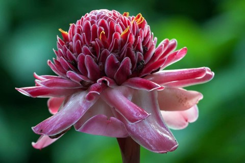 Torch Ginger (Etlingera elatior)