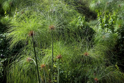 Paper reed (Cyperus papyrus)