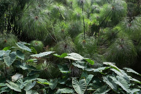 Taro (Colocasia esculent) in front